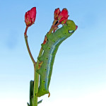 Daphnis nerii