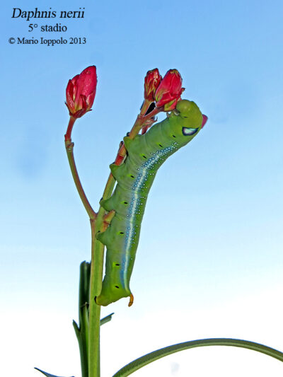 Daphnis nerii