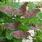 Antheraea pernyi