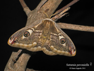 Saturnia pavoniella