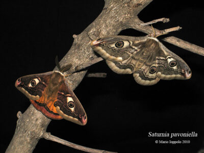 Saturnia pavoniella