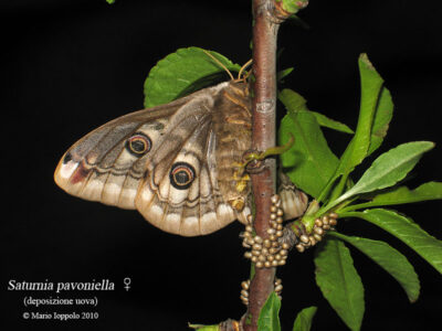 Pavonia minore (Saturnia pavoniella) - Bozzolo - immagine 4