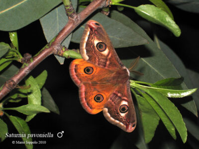 Saturnia pavoniella