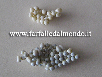 uova_riciniweb