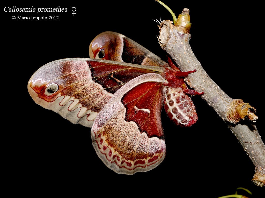 Callosamia promethea