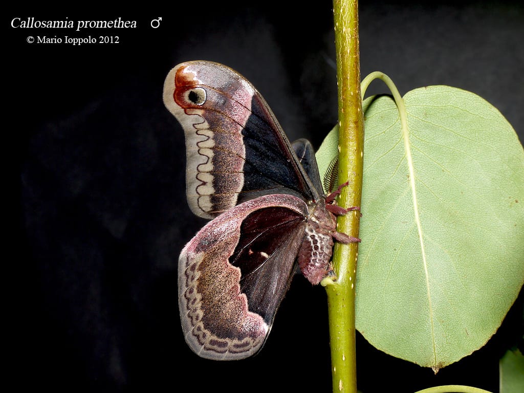 Callosamia promethea - maschio