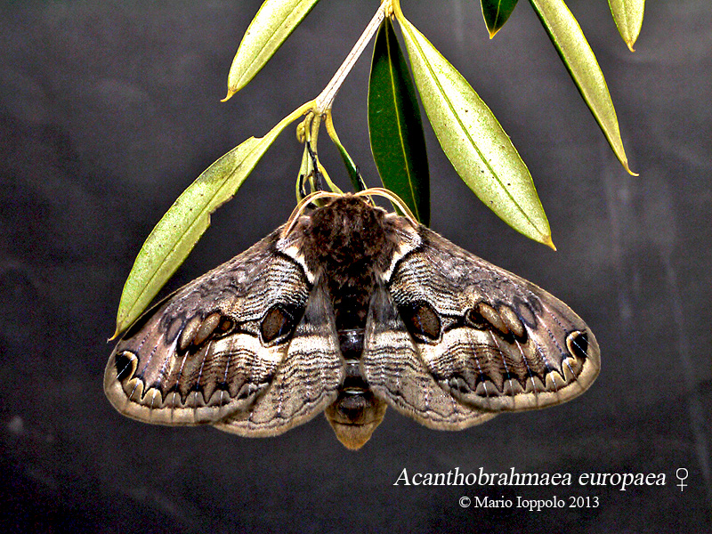Acanthobrahmaea europaea (femmina)