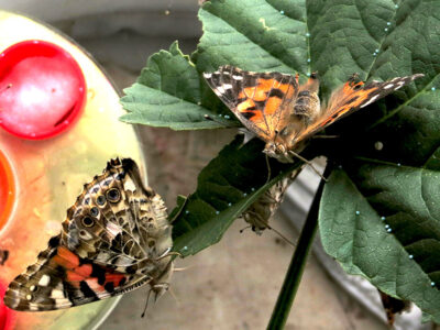 Vanessa del cardo (Vanessa cardui) - 25 uova - immagine 3