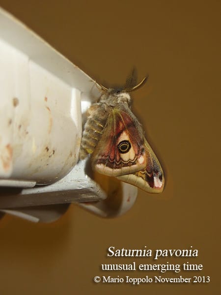 Saturnia pavonia - 20 uova - immagine 3