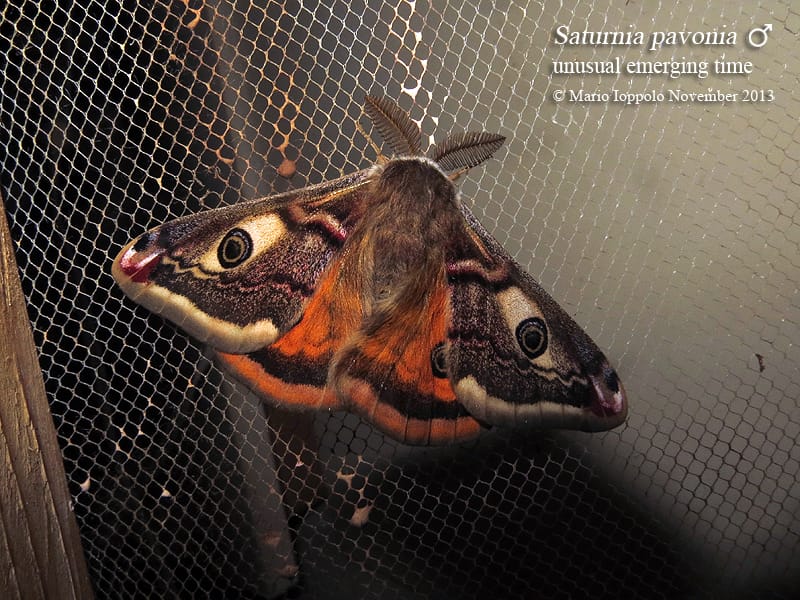 Saturnia pavonia - 20 uova - immagine 2