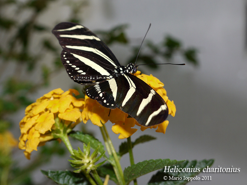 Heliconius charitonius