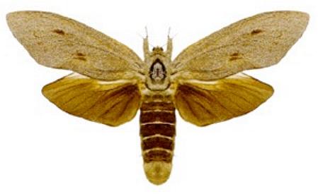 Endoxyla cinerea, la falena piu' pesante.