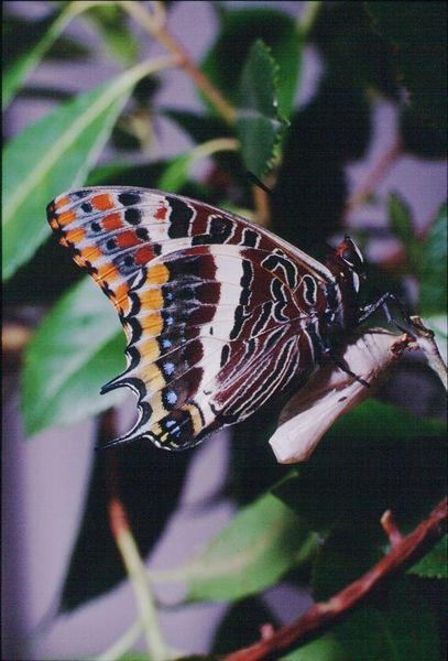 Charaxes jasius, la piu' grande farfalla diurna d'Italia.