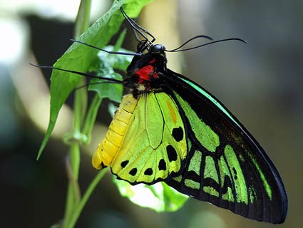 Ornithoptera alexandrae. Le femmine di questa specie possono raggiungere i 25 cm di apertura alare.