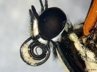 Particolare della spiritromba carica di polline di Heliconius ethilla