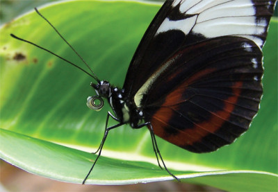 heliconiuscydno_polline