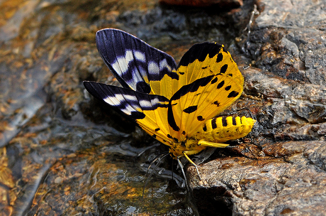 Dysphania militaris