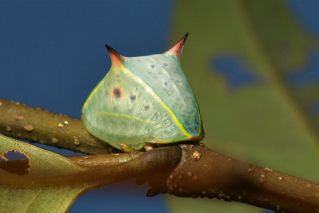 Prolimacodes sp. © Foto di John Horstman