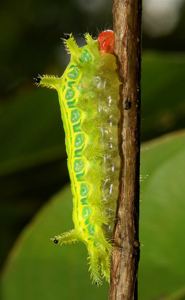 limacodidae_profilo