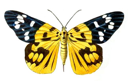 Psaphis euschemoides, mimo di Dysphania militaris. Foto da wikimedia.org