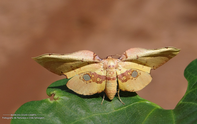 Siculodes aurorula © Photo: Marcos Cesar Campis the "Marquinhos Aventureiro" Photographed in Morro Agudo/SP/Brasil.