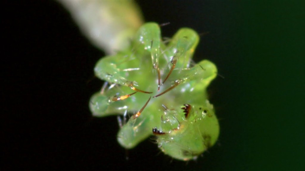 eupithecia