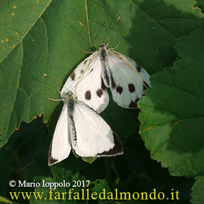 Cavolaia maggiore (Pieris brassicae) – Crisalidi