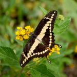 Papilio cresphontes – 15 uova o 12 bruchi