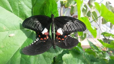 Papilio polytes