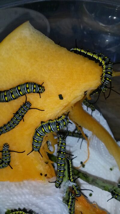 Danaus chrysippus