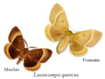 Lasiocampa quercus – 10 bruchi piccoli