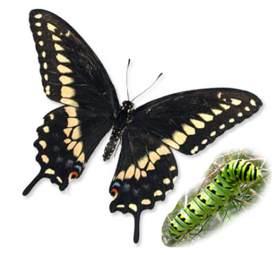 Papilio polyxenes