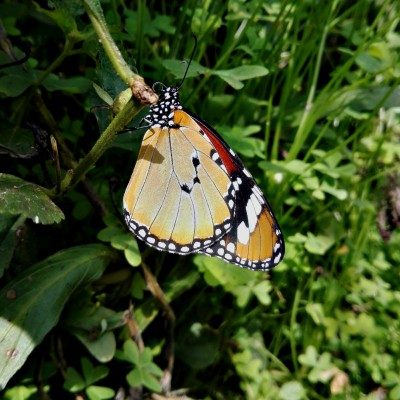 Monarca africano (Danaus chrysippus) - crisalide - immagine 2