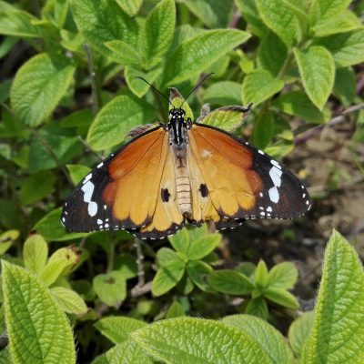 Monarca africano (Danaus chrysippus) - crisalide