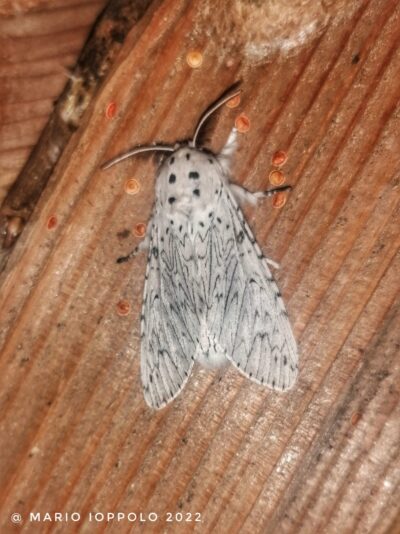 Cerura erminea