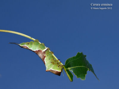 Cerura erminea