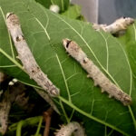 Baco da seta incrocio con baco selvatico (Bombyx mori x mandarina) – 10 bruchi medi