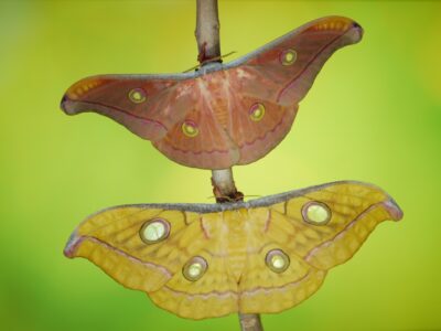 Antheraea frithi