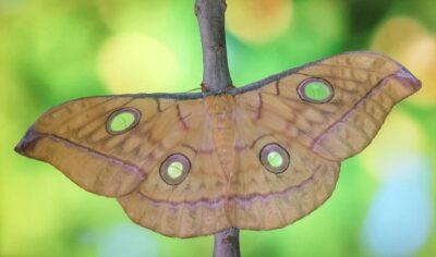 Antheraea frithi - 20 uova - immagine 3