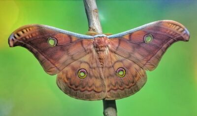 Antheraea frithi - 20 uova - immagine 2