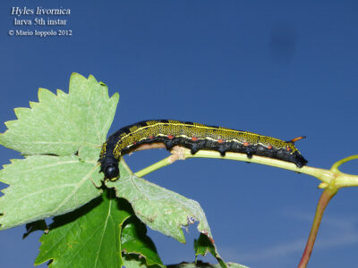 Hyles livornica