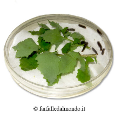 Kit di allevamento Amata mogadorensis - immagine 5