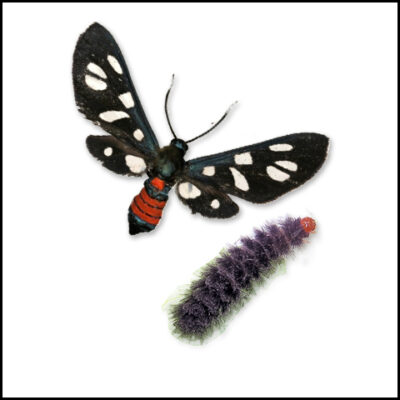 Kit allevamento Amata mogadorensis (falena diurna)