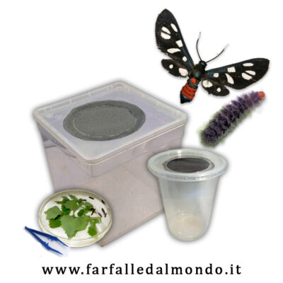 Kit allevamento Amata mogadorensis