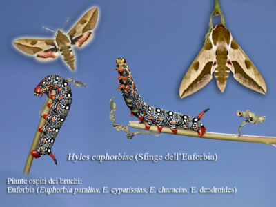 Hyles euphorbiae