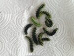 Pavonia minore (Saturnia pavoniella) – 10 bruchi grandi