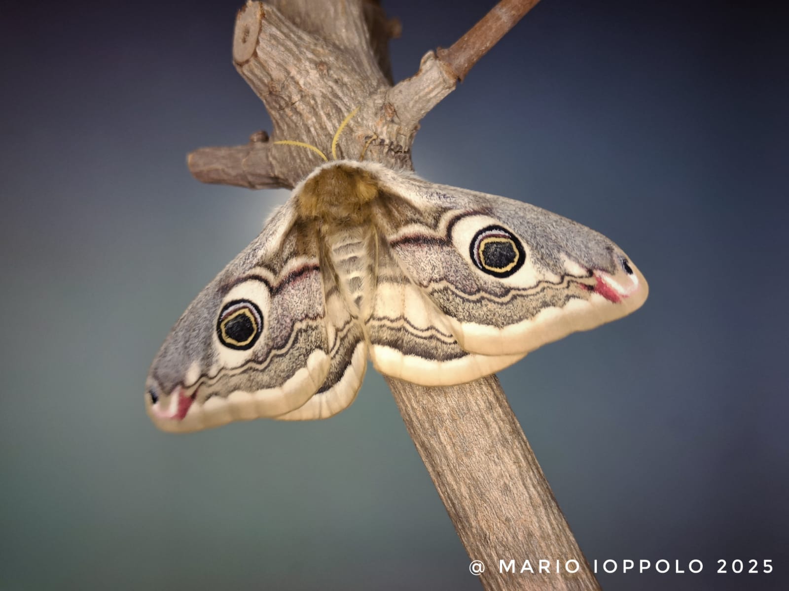 Saturnia pavonia
