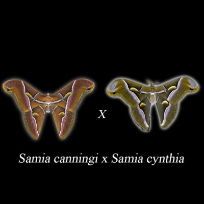 Samia canningi x Samia cynthia
