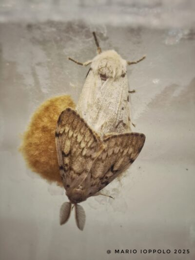 Lymantria dispar