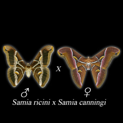 Samia ricini x Samia canningi